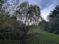 krivolaka-vrba