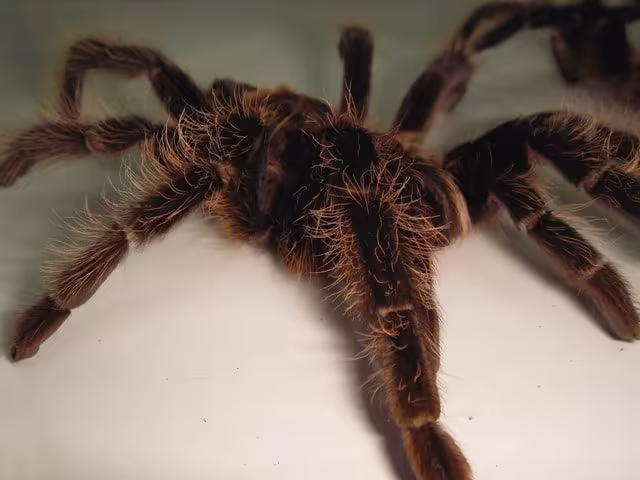 spider-1370180-640x480