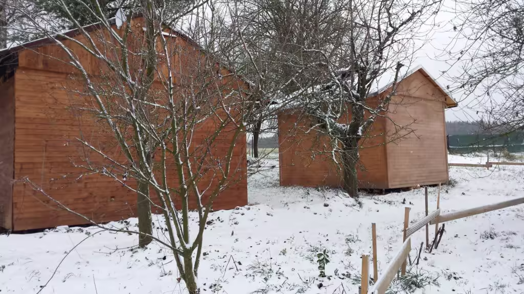 Švestka s višní před východní svatyní