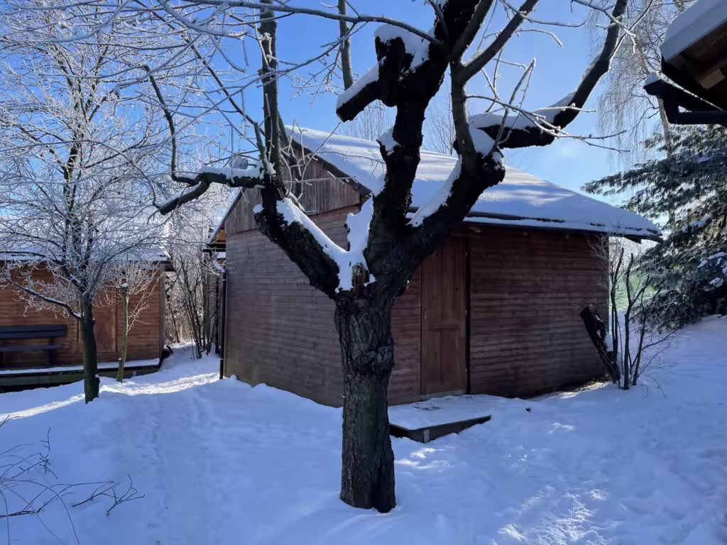 Staré třešeň před východní svatyní