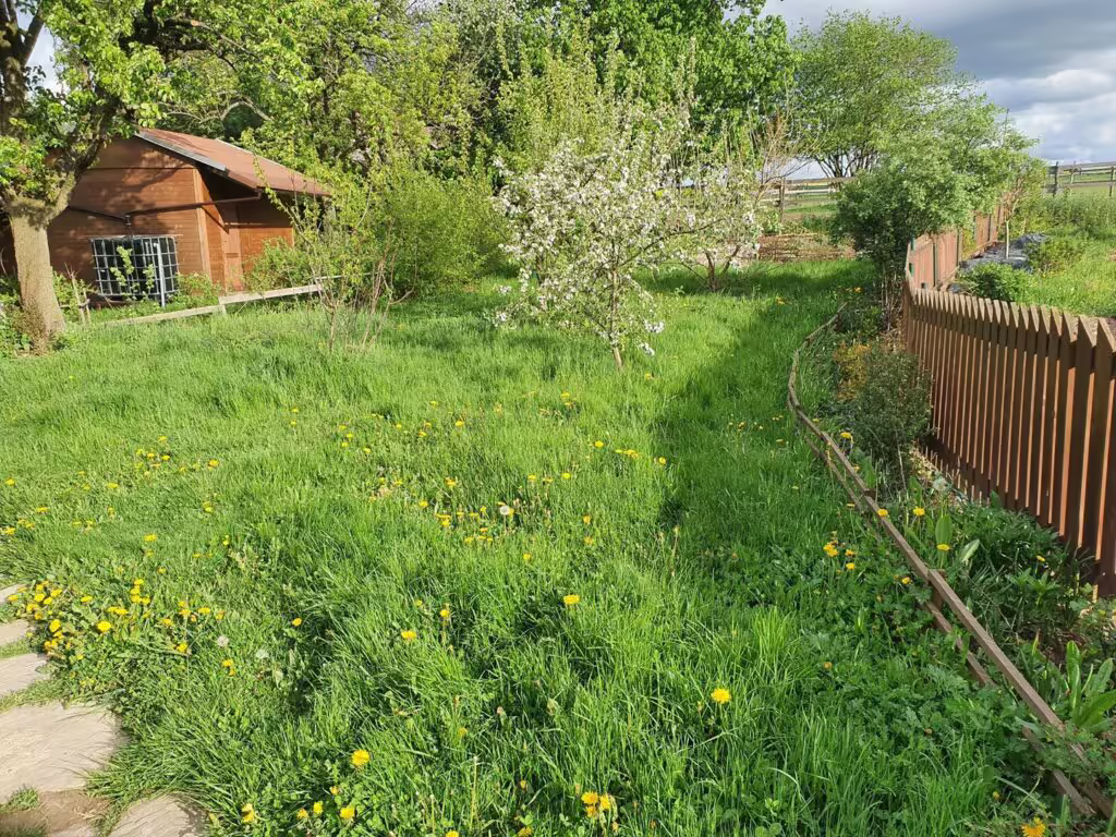 Kvetoucí strom a pampelišky v jarní zahradě u chatky