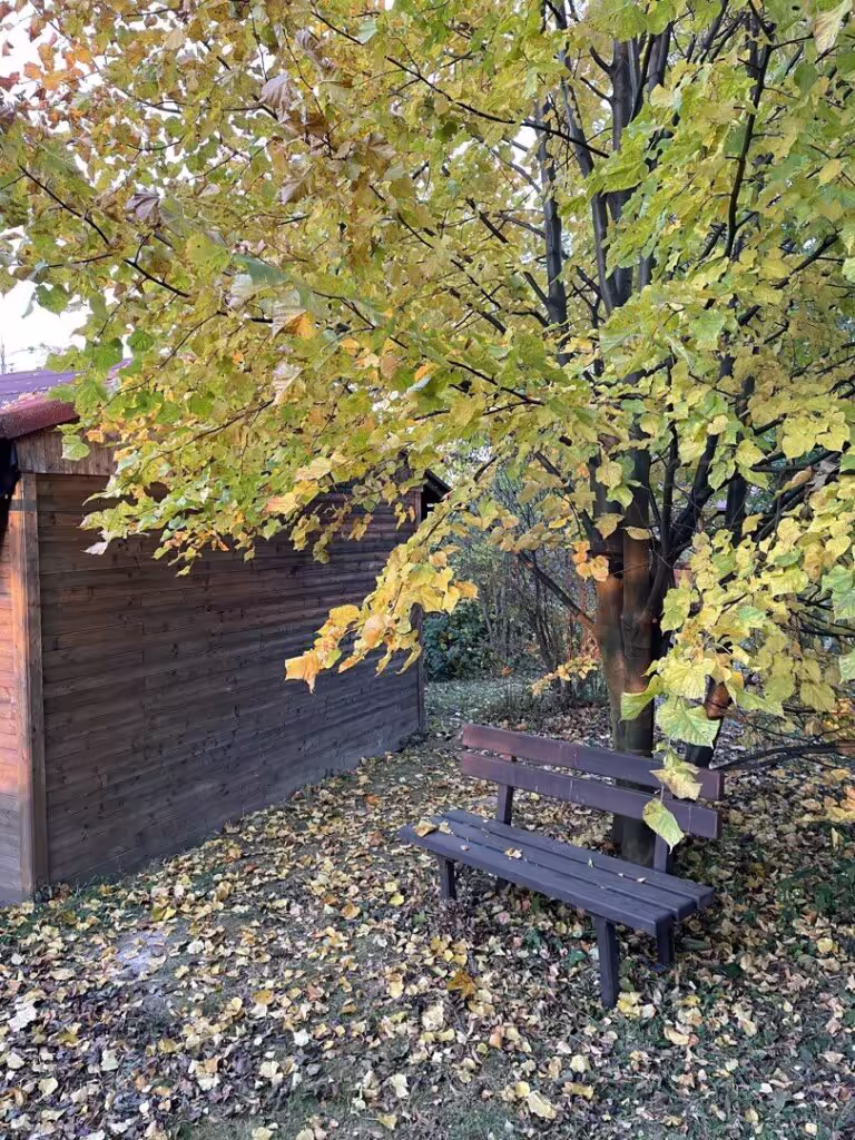 Lavička pod javorem u dřevěné stěny chatky