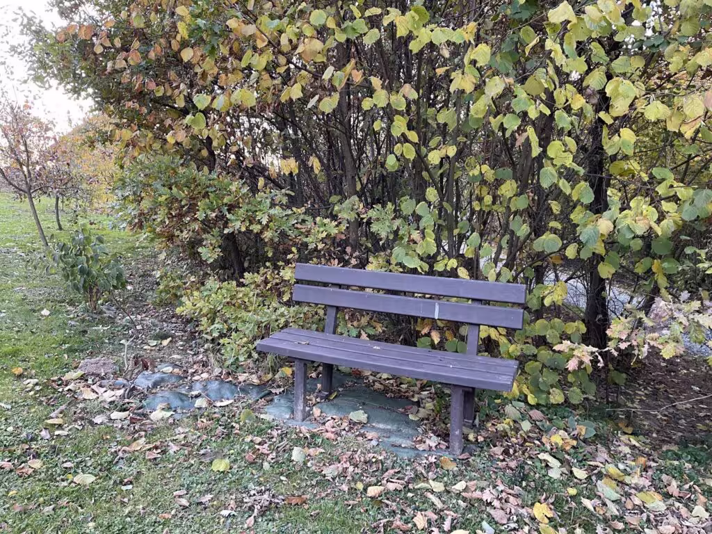 Lavička pod keřem se zlatavým podzimním listím