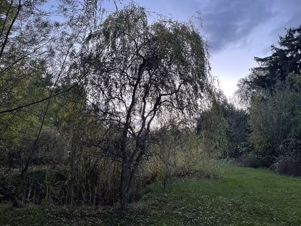Křivolaká vrba u jezírka v podzimní zahradě