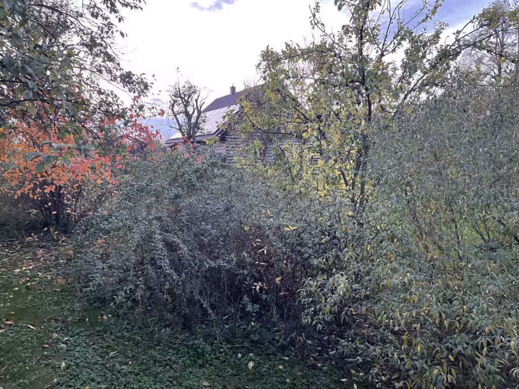 Ovocný sad s roubenkou v pozadí na podzim