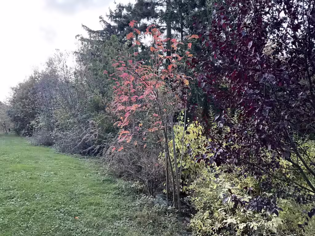 Větrolam z keřů a stromů na okraji sadu