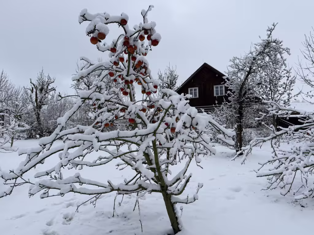 Nestihli jsme pobrat všechna jablka
